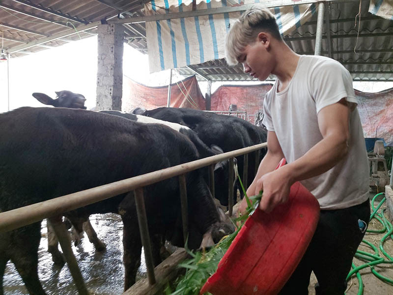  Năm 2019, với việc bán bò thịt và bò giống 3B, anh Nguyễn Văn Sơn, một nông dân trẻ 9X của xã Tân Tiến (huyện Văn Giang, Hưng Yên) đã có thu nhập gần 300 triệu đồng. Đây là mức thu nhập hấp dẫn đối với những chàng nông dân trẻ ở lại nông thôn để làm nông nghiệp, thậm chí là mức thu nhập hấp dẫn đối với nhiều bạn trẻ ở thành phố. Ảnh: Minh Ngọc. 