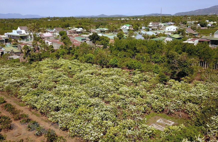 Rừng hoa càphê trắng muốt trải dài trên phố núi Pleiku. (Ảnh: Thành Đạt/TTXVN) Rừng hoa càphê trắng muốt trải dài trên phố núi Pleiku. (Ảnh: Thành Đạt/TTXVN)