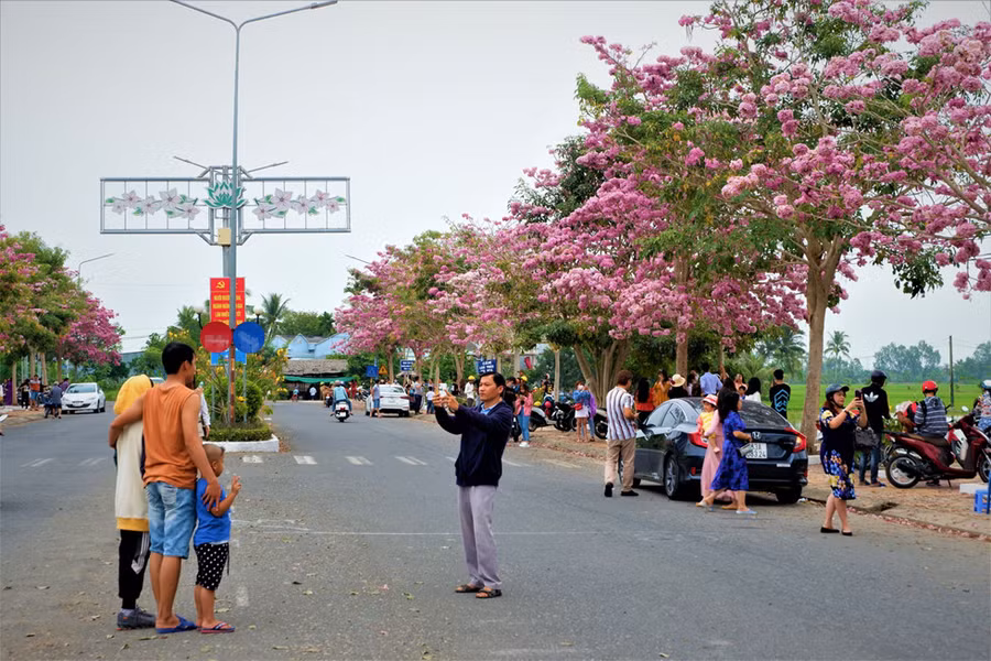 Mỗi ngày có đến hàng trăm lượt du khách trong và ngoài tỉnh ghé thăm con đường màu hồng này