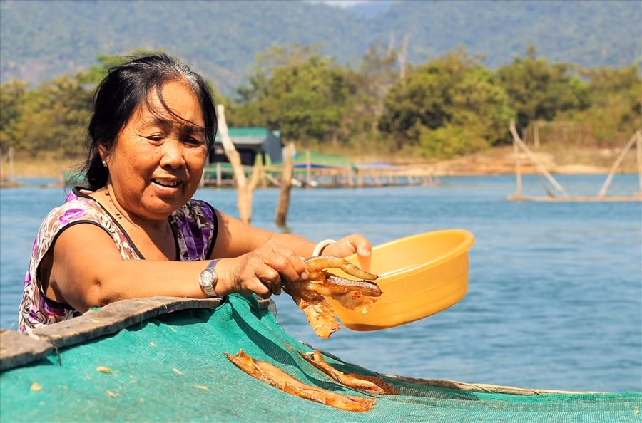 Chiều đến, hằng trăm hộ dân ở làng chài lại chuẩn bị xuồng và đồ nghề để đi thả lưới, thả rớ. Thả lưới trên lòng hồ để rồi vào khoảng 2, 3 giờ sáng, họ lại tất tả kéo vó thu hoạch cá.