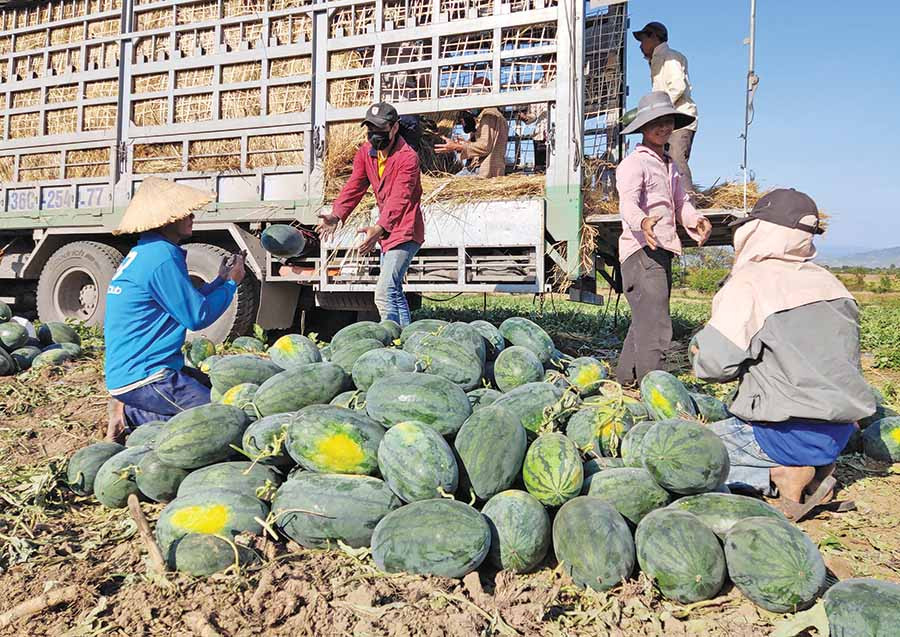  Nông dân Krông Pa thu hoạch dưa bán cho thương lái. Ảnh: H.L