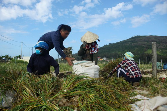 Cho tỏi tươi vào bao mang về. Ảnh: NGUYỄN TRANG