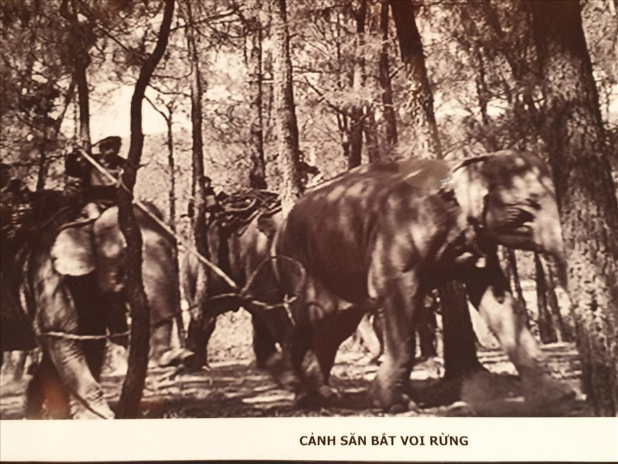 Hình ảnh săn voi xưa của người Tây Nguyên. Hình ảnh săn voi xưa của người Tây Nguyên.