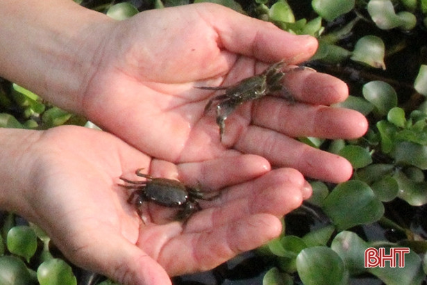 Cua đồng giống được thả xuống ao đất, ao trồng cỏ hoặc kè bằng bờ xi măng...