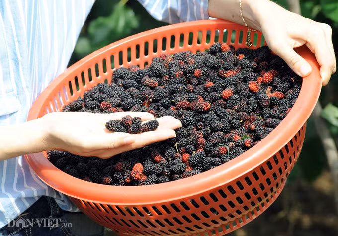 Nhiều du khách thích thú khi lần đầu được tự tay hái những trái dâu tằm chín mọng ở tại miền Tây. Ảnh: M.A.