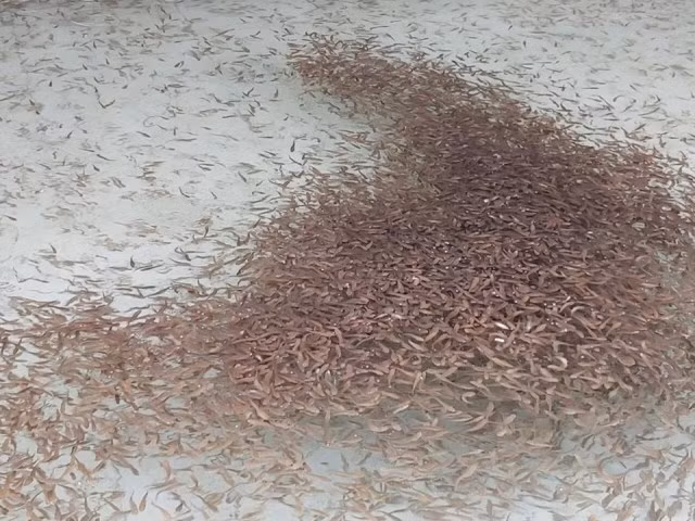 Nước trong bể nuôi cá lóc mỗi ngày phải thay một lần. Ảnh: Vũ Thượng