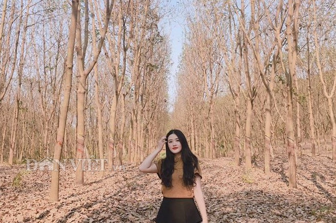 Trải nghiệm với cái lạnh của tiết trời Tây Bắc, chắc chắn sẽ làm cuộc hành trình của du khách thêm nhiều thú vị. Rừng cao su ở xã Mường Bon, huyện Mai Sơn sẽ là điểm đến ấn tượng và mang nhiều dư âm cảm xúc khó quên.