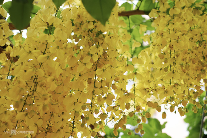 Không như huỳnh liên, cây muồng hoàng yến cao hơn, có hoa nở thành từng chùm dài, rủ xuống như những chiếc đèn lồng ngang đầu người đứng. Đây cũng là quốc hoa của đất nước Thái Lan và biểu tượng của vùng Kerala của Ấn Độ. Không như huỳnh liên, cây muồng hoàng yến cao hơn, có hoa nở thành từng chùm dài, rủ xuống như những chiếc đèn lồng ngang đầu người đứng. Đây cũng là quốc hoa của đất nước Thái Lan và biểu tượng của vùng Kerala của Ấn Độ.