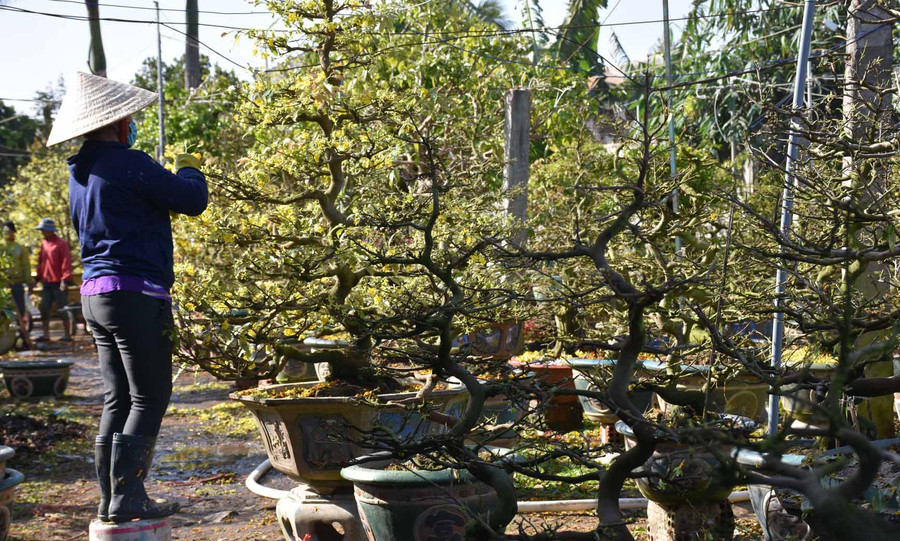 Vườn của ông Lê Quang khách hàng đã gửi chật kín. Ảnh: Hà Phương