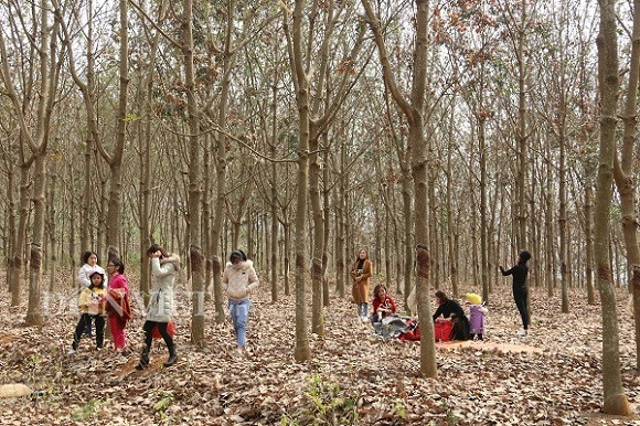 Đông đảo du khách không ngại đường xá xa xôi, đưa cả gia đình đến chiêm ngưỡng rừng cao su mùa là rụng.