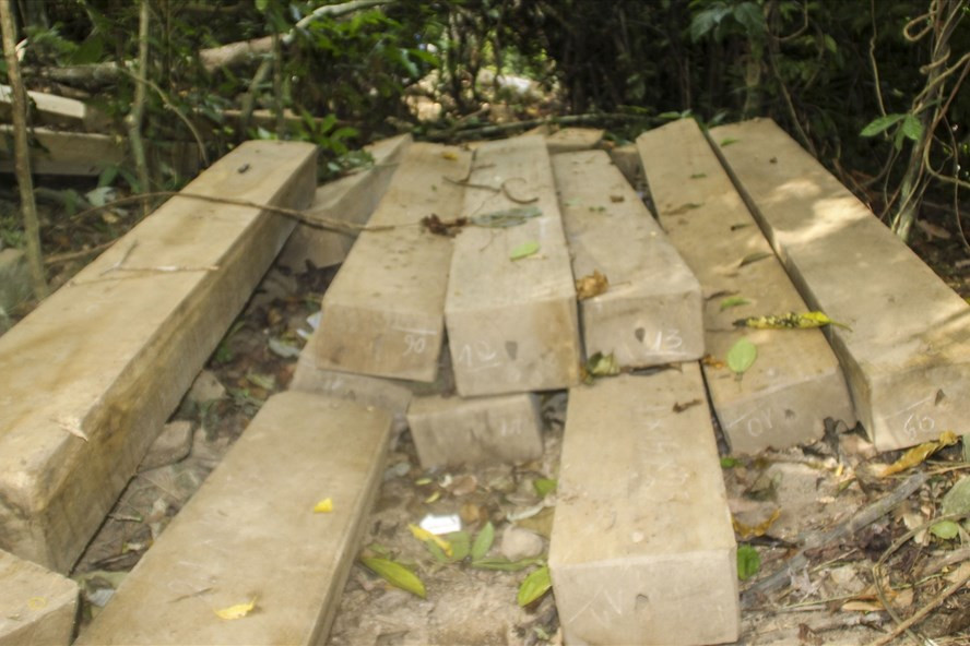 Khai thác gỗ trái phép ở Bình Định. Ảnh tư liệu Khai thác gỗ trái phép ở Bình Định. Ảnh tư liệu