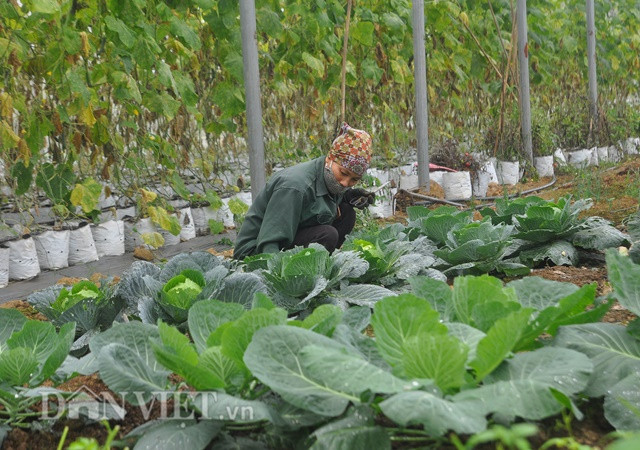 Nhiệt độ trong nhà lưới luôn cao hơn nhiệt độ ngoài trời từ 2 đến 4 độ C, do đó anh Trung có thể trồng rau, quả trái mùa, rau trái vụ để bán được giá cao, tránh dội chợ, giúp tăng thu nhập.