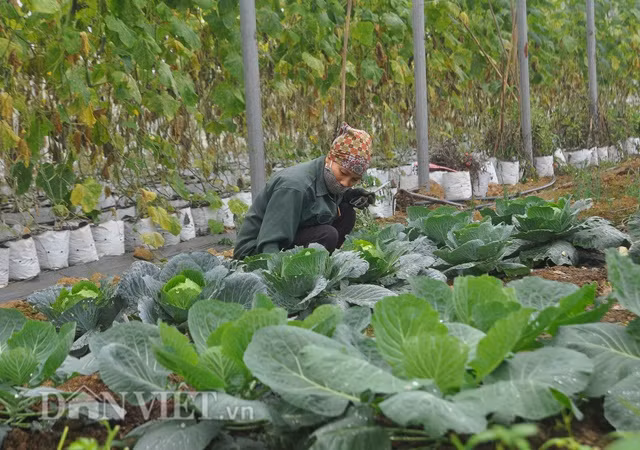 Nhiệt độ trong nhà lưới luôn cao hơn nhiệt độ ngoài trời từ 2 đến 4 độ C, do đó anh Trung có thể trồng rau, quả trái mùa, rau trái vụ để bán được giá cao, tránh dội chợ, giúp tăng thu nhập.