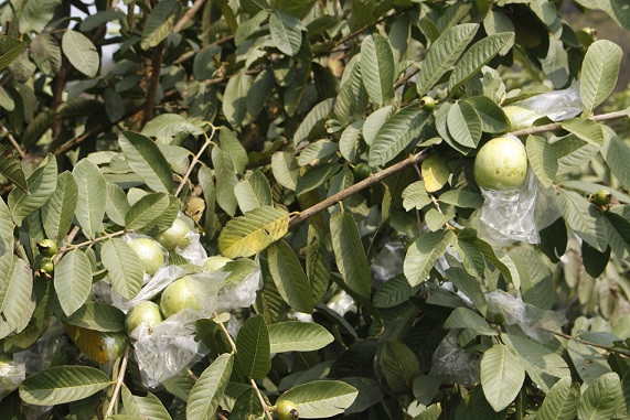 Mỗi năm, chị Huyền thu hơn 200 triệu đồng từ bán ổi tươi ra thị trường.