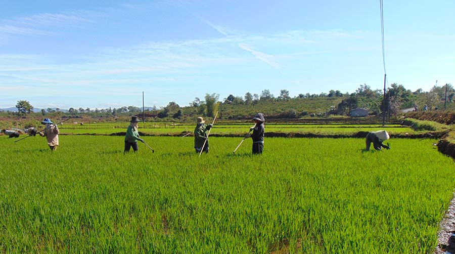 Người dân xã Chư Gu chăm sóc lúa Đông Xuân