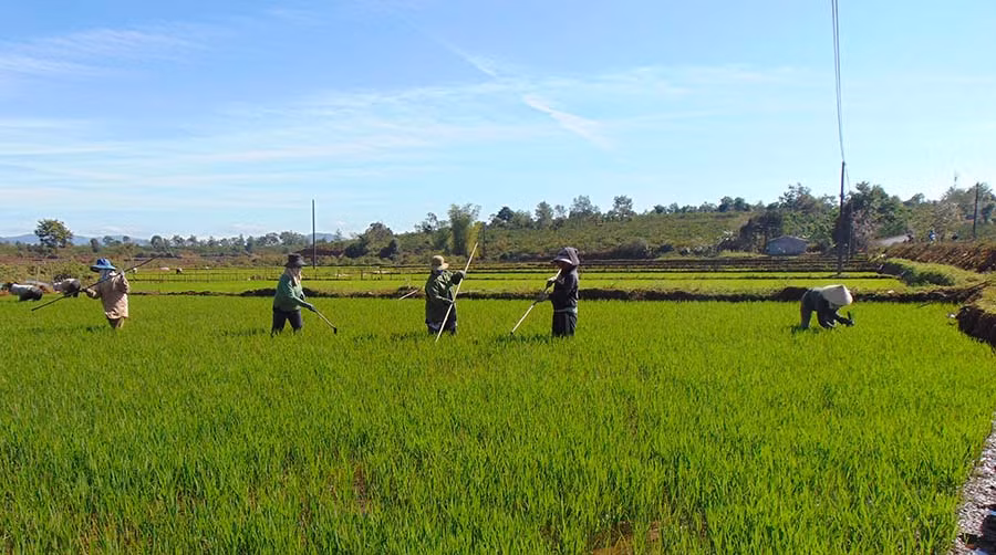Người dân xã Chư Gu chăm sóc lúa Đông Xuân