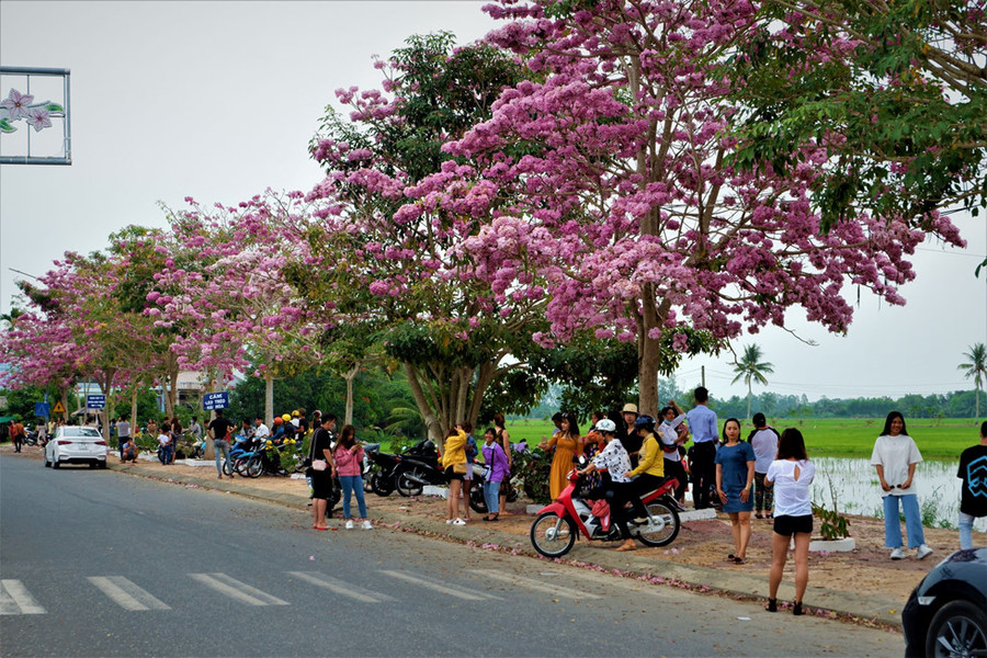 Hoa kèn hồng phủ rực sắc cặp hai bên vệ đường Hùng Vương