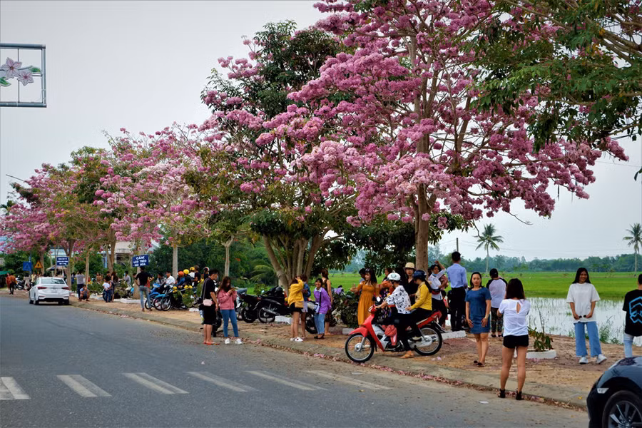 Hoa kèn hồng phủ rực sắc cặp hai bên vệ đường Hùng Vương