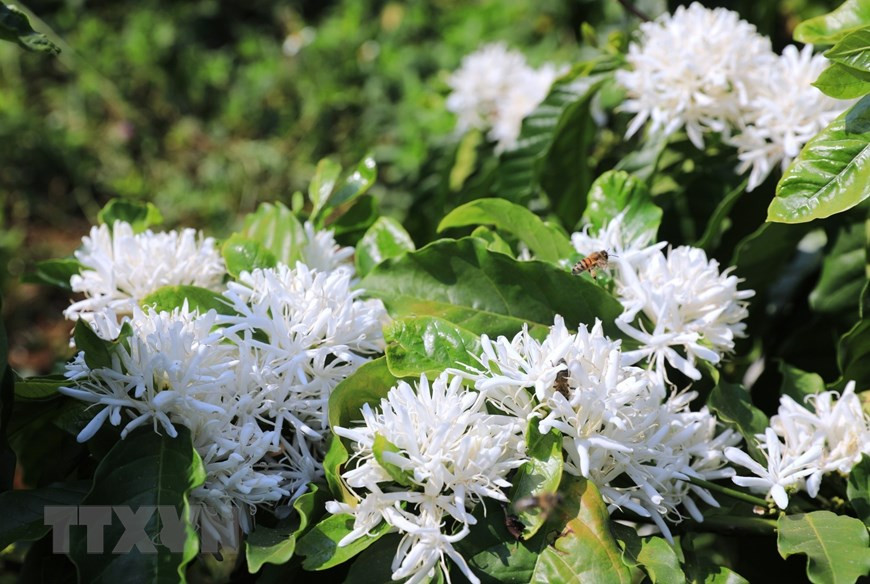 Hoa càphê trắng muốt có mùi hương ngọt ngào. (Ảnh: Thành Đạt/TTXVN) Hoa càphê trắng muốt có mùi hương ngọt ngào. (Ảnh: Thành Đạt/TTXVN)