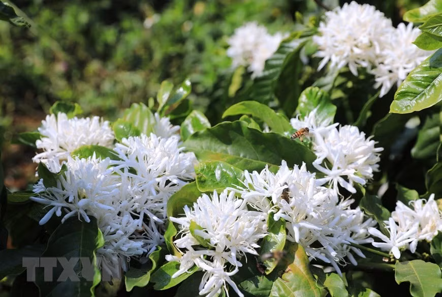 Hoa càphê trắng muốt có mùi hương ngọt ngào. (Ảnh: Thành Đạt/TTXVN) Hoa càphê trắng muốt có mùi hương ngọt ngào. (Ảnh: Thành Đạt/TTXVN)