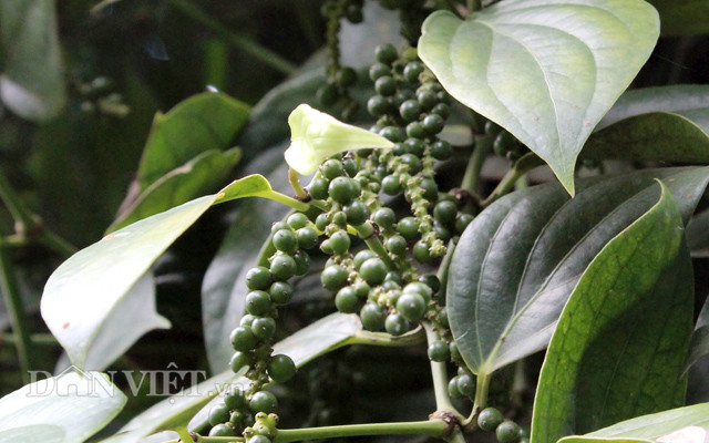 Hoạt động thương mại sẽ bị ảnh hưởng lớn vì thời gian chuyển tiếp quá ngắn đối với loại thuốc BVTV được đang sử dụng tương đối rộng rãi này.