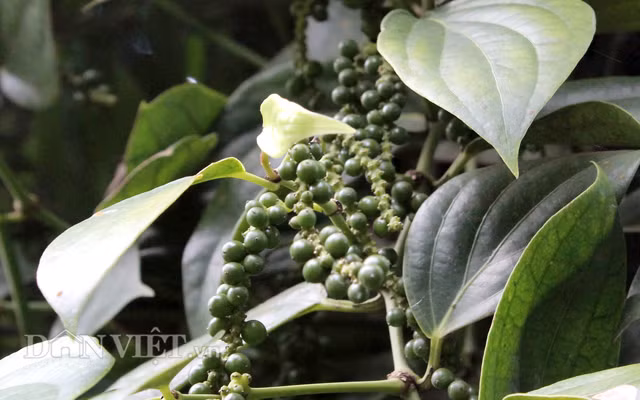 Hoạt động thương mại sẽ bị ảnh hưởng lớn vì thời gian chuyển tiếp quá ngắn đối với loại thuốc BVTV được đang sử dụng tương đối rộng rãi này.