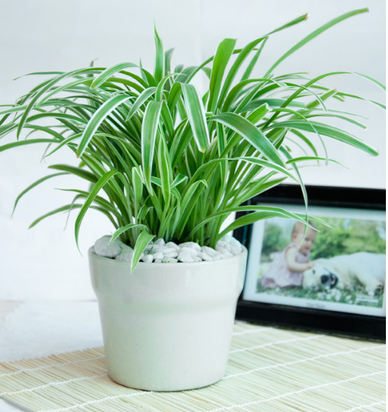 Cây Dây Nhện hay còn gọi là cây Lan Chi. Loại cây này có khả năng hấp thu Cacbonic và các khí độc rất tốt vào ban đêm chính vì vậy cây Dây Nhện rất phù hợp được trồng trong phòng ngủ. Ảnh ST.