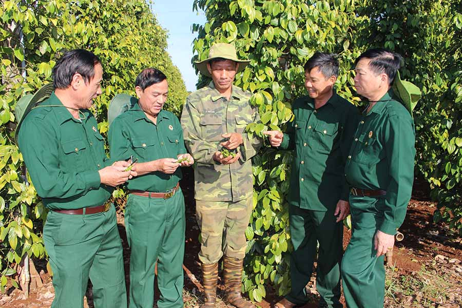 Thường trực Hội CCB tỉnh Gia Lai tham quan mô hình phát triển kinh tế của hội viên Hoàng Như Cường (ở giữa, thôn 4, xã Biển Hồ, TP. Pleiku). Ảnh: P.L Thường trực Hội CCB tỉnh Gia Lai tham quan mô hình phát triển kinh tế của hội viên Hoàng Như Cường (ở giữa, thôn 4, xã Biển Hồ, TPPleiku)-Ảnh PL