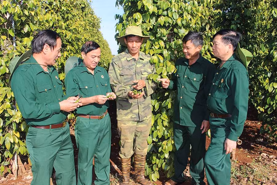 Thường trực Hội CCB tỉnh Gia Lai tham quan mô hình phát triển kinh tế của hội viên Hoàng Như Cường (ở giữa, thôn 4, xã Biển Hồ, TPPleiku)-Ảnh PL