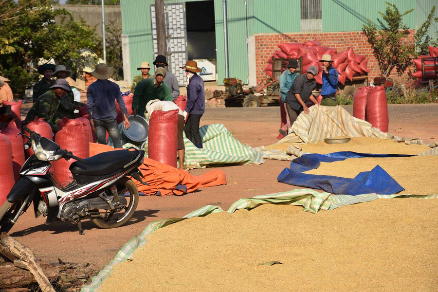Không khí vào vụ nhộn nhịp. Ảnh: Hà Phương Không khí vào vụ nhộn nhịp. Ảnh: Hà Phương