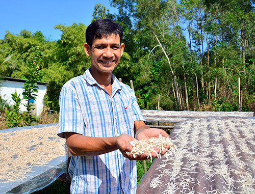 Anh Nhân chọn hái những trái mãng cầu già để chuẩn bị làm trà. Ảnh: Chúc Ly Anh Nhân chọn hái những trái mãng cầu già để chuẩn bị làm trà. Ảnh: Chúc Ly