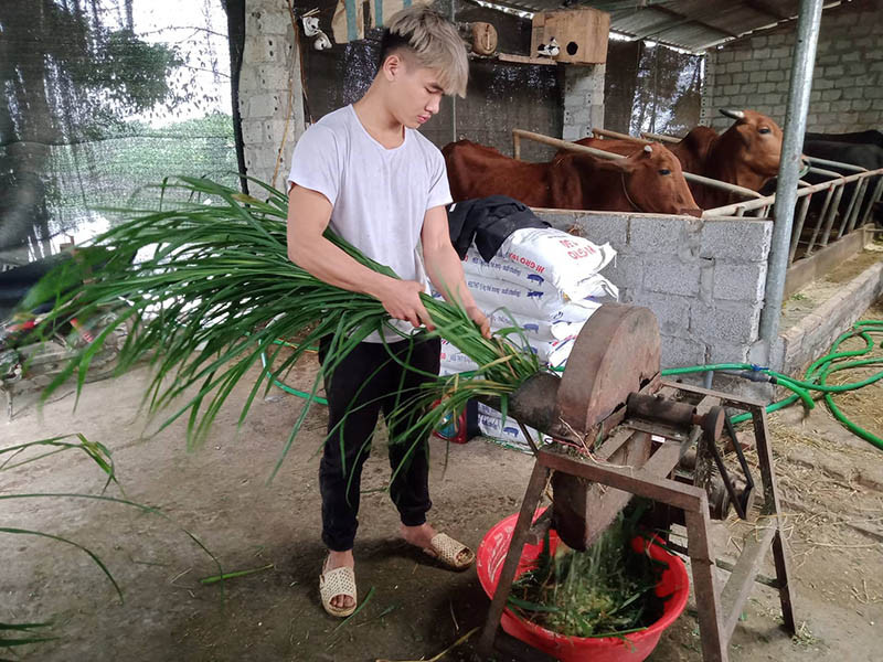  Theo 9X Nguyễn Văn Sơn, cỏ voi là thức ăn chính cho đàn bò 3B, tuy nhiên cần bổ sung thức ăn tinh, nhất là thời kỳ vỗ thịt. Trong thời gian trước 3 tháng xuất bán, bò 3B có thể tăng 40 đến 60kg thịt/tháng. Ảnh: Minh Ngọc.