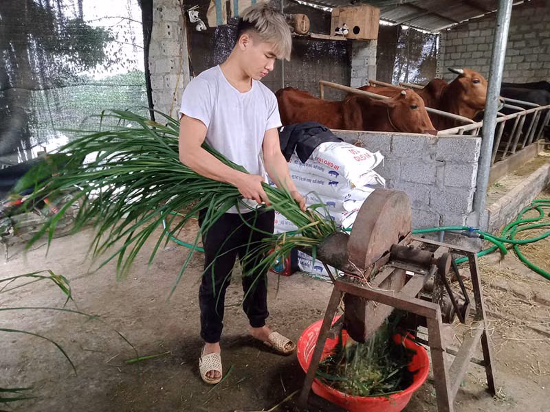  Theo 9X Nguyễn Văn Sơn, cỏ voi là thức ăn chính cho đàn bò 3B, tuy nhiên cần bổ sung thức ăn tinh, nhất là thời kỳ vỗ thịt. Trong thời gian trước 3 tháng xuất bán, bò 3B có thể tăng 40 đến 60kg thịt/tháng. Ảnh: Minh Ngọc.