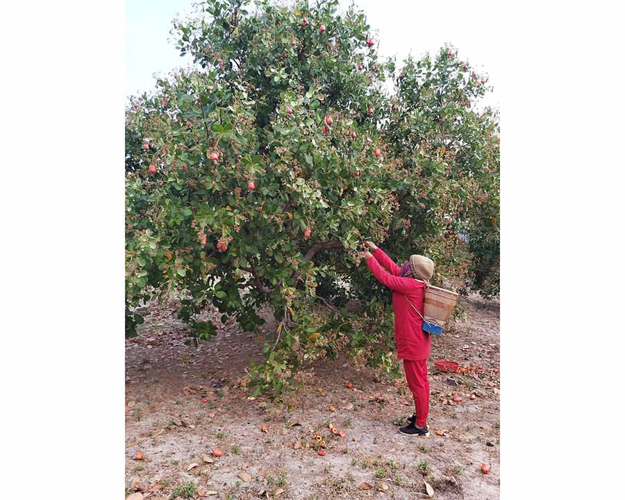  Gia đình anh Siu Biu (làng Mook Trang, xã Ia Dom, huyện Đức Cơ) đang thu hoạch điều. Ảnh: N.T