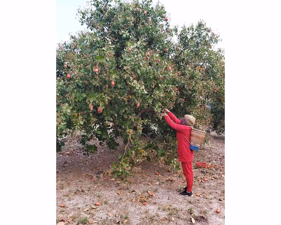  Gia đình anh Siu Biu (làng Mook Trang, xã Ia Dom, huyện Đức Cơ) đang thu hoạch điều. Ảnh: N.T