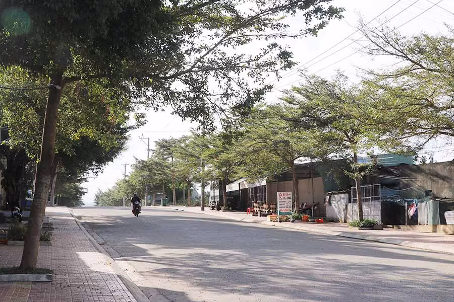  Hai bên đường Bùi Thị Xuân (thị xã An Khê) được trồng cây bàng lá nhỏ đã lên xanh tốt. Ảnh N.M