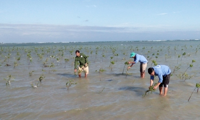 Tổ bảo vệ cộng đồng thôn Mỹ Hòa chăm sóc rừng ngập mặn