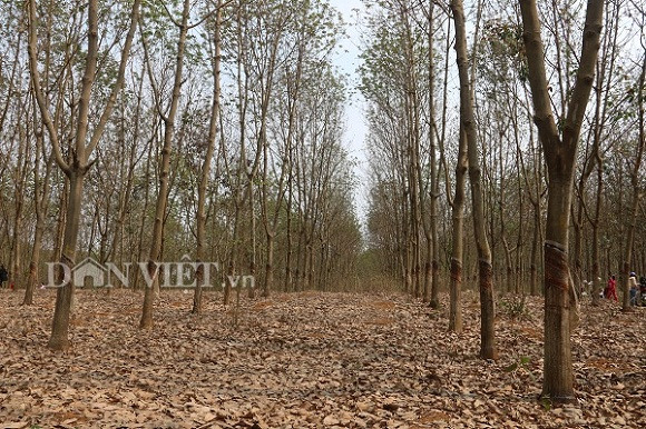 Rừng cao su ở xã Mường Bon nằm cách trung tâm huyện Mai Sơn khoảng 10km, nên du khách hoàn toàn có thể di chuyển nhanh chóng bằng nhiều phương tiện khác nhau như xe máy, ô tô,...