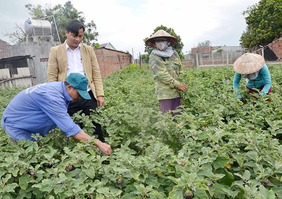  Ông Phan Văn Quang (bìa trái) đang thu hoạch cà pháo.Ảnh: T.Đ