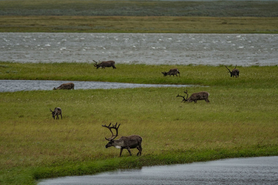 Nhiều quan ngại cỏ mọc nhiều ở Bắc Cực sẽ làm thay đổi hệ sinh thái nơi đây và ảnh hưởng đến toàn cầu - Ảnh: NATIONAL GEOGRAPHIC SOCIETY