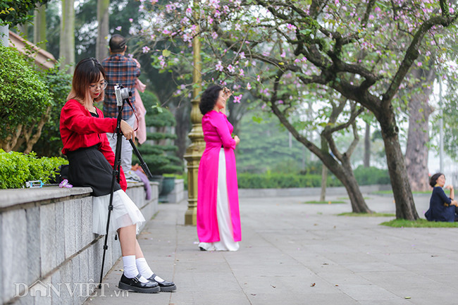 Những con phố ngập hoa ban ở Hà Nội còn thu hút rất nhiều người đam mê nhiếp ảnh đến ghi lại những khoảnh khắc mùa hoa ban. Những con phố ngập hoa ban ở Hà Nội còn thu hút rất nhiều người đam mê nhiếp ảnh đến ghi lại những khoảnh khắc mùa hoa ban.