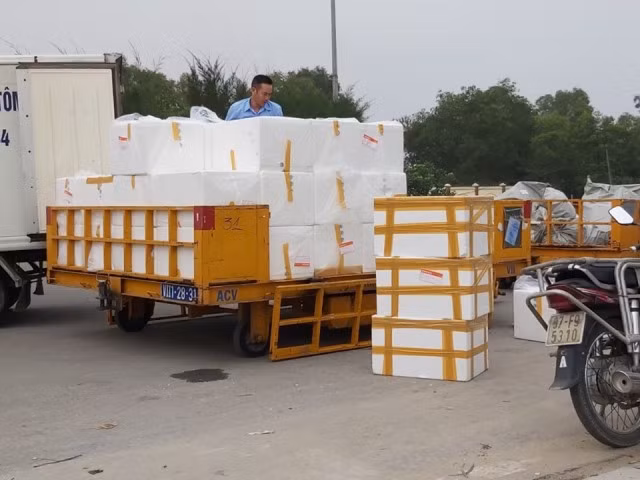 Cá lóc giống, cá lóc thịt thương phẩm được anh Nhâm đóng thùng cẩn thận chuyển cho khách hàng. Ảnh:Vũ Thượng