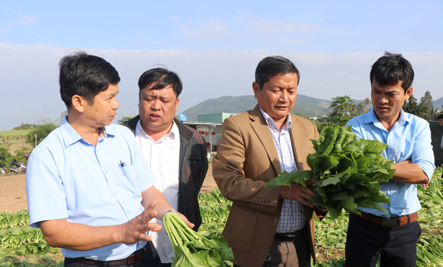 Ông Ngô Khắc Ngọc-Tỉnh ủy viên, Bí thư Huyện ủy, Chủ tịch HĐND huyện Đak Pơ (thứ 2 bên phải) cùng lãnh đạo Công ty Cổ phần Thực phẩm xuất khẩu Đồng Giao kiểm tra rau. Ảnh: Ngọc Minh
