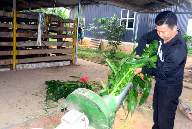 Cây ngô, cỏ voi cho đàn hươu được anh Quan Văn Tiệp, tổ 2, phường Tân Hà (TP Tuyên Quang, tỉnh Tuyên Quang) được băm nhỏ bằng máy cắt.