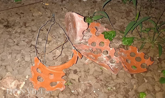  Chậu phong lan đột biến giá trị nhất (khoảng 1 tỷ đồng) đã bị bọn trộm đập vỡ và lấy đi toàn bộ thân cây.