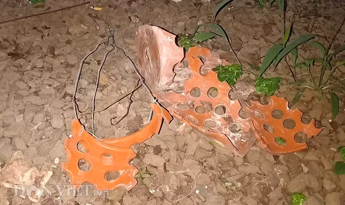  Chậu phong lan đột biến giá trị nhất (khoảng 1 tỷ đồng) đã bị bọn trộm đập vỡ và lấy đi toàn bộ thân cây.