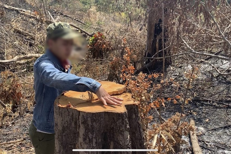  Rừng liên tiếp bị tàn phá tại Công ty Lâm nghiệp Chư Phả. Ảnh: PV