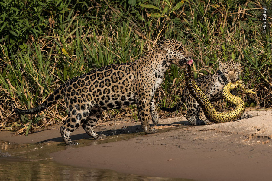 Mẹ con báo đốm cùng tha một con trăn anaconda ở Pantanal, Brazil - Ảnh: WILDLIFE PHOTOGRAPHER OF THE YEAR