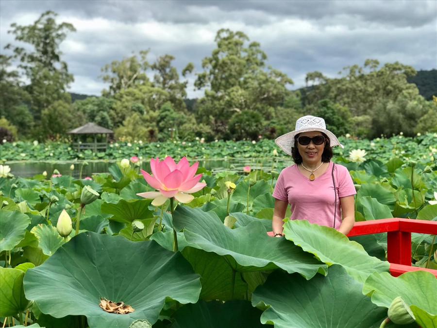 Nhiều du khách trầm trồ khi hoa sen ở đây có kích thước lớn hơn các loại sen được trồng ở Việt Nam Nhiều du khách trầm trồ khi hoa sen ở đây có kích thước lớn hơn các loại sen được trồng ở Việt Nam