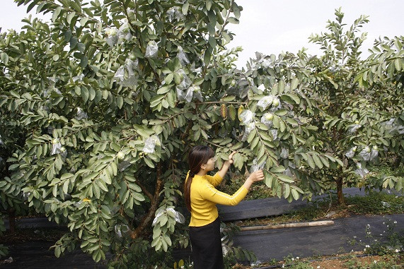 Chị Đặng Thị Huyền, tiểu khu 14 (thị trấn Mộc Châu, huyện Mộc Châu, tỉnh Sơn La) trồng giống ổi Đài Loan từ năm 2015.